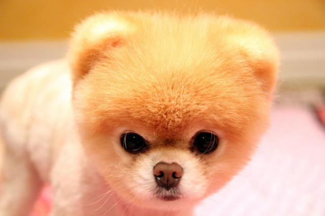 Small dog fluffy head serious free wallpaper - medium preview image