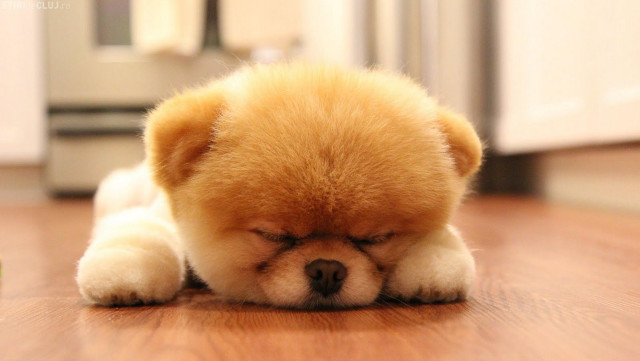 Small brown dog lying wooden free wallpaper - medium preview image