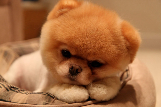 Small dog sitting bed sad free wallpaper - medium preview image