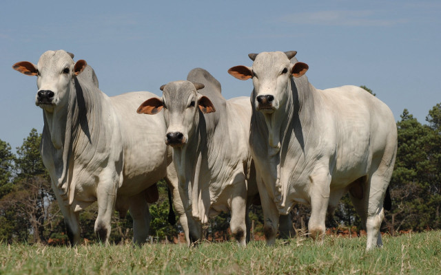 Cows field grass trees blue free wallpaper - medium preview image