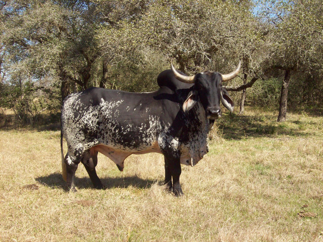 Black white cow field grass free wallpaper - medium preview image