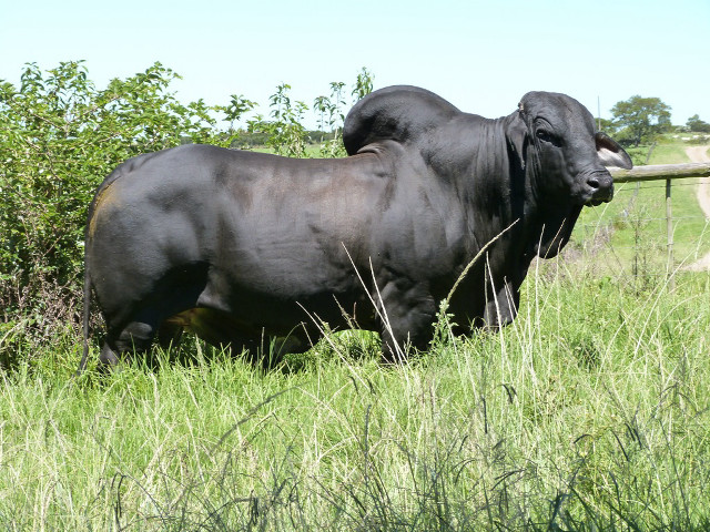 Black bull field fence bushes free wallpaper - medium preview image