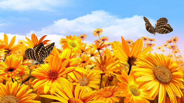 Yellow flowers butterflies flying sky #2 free wallpaper - medium preview image