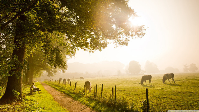 Cattle grazing forest foggy day free wallpaper - medium preview image
