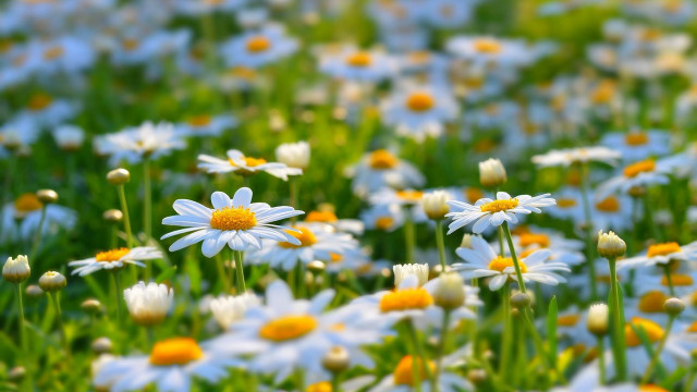 White yellow flower field macro #2 free wallpaper - medium preview image