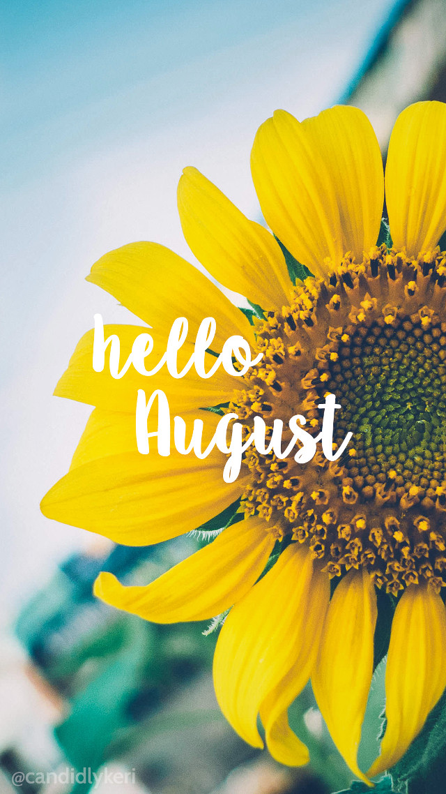 Yellow sunflower hello august blue free wallpaper - medium preview image