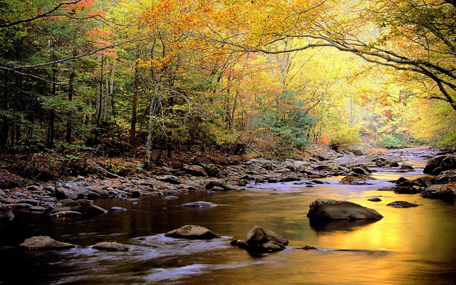 Stream forest trees rocks fall free wallpaper - medium preview image