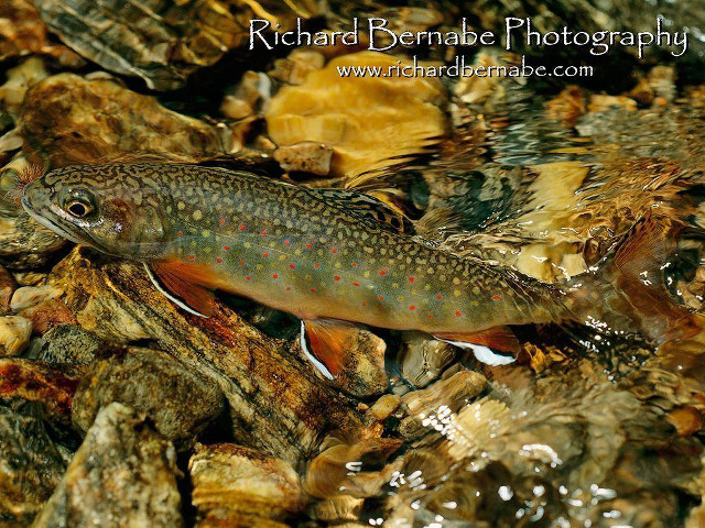 Fish laying rocks water head free wallpaper - medium preview image
