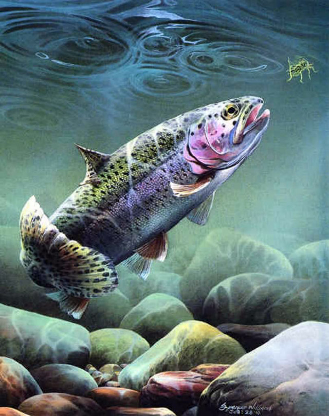 Rainbow fish stream rocks grass free wallpaper - medium preview image