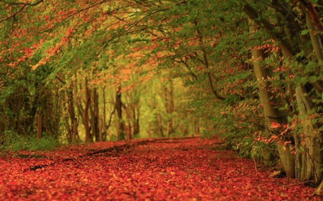 Forest path red leaves trees free wallpaper - medium preview image