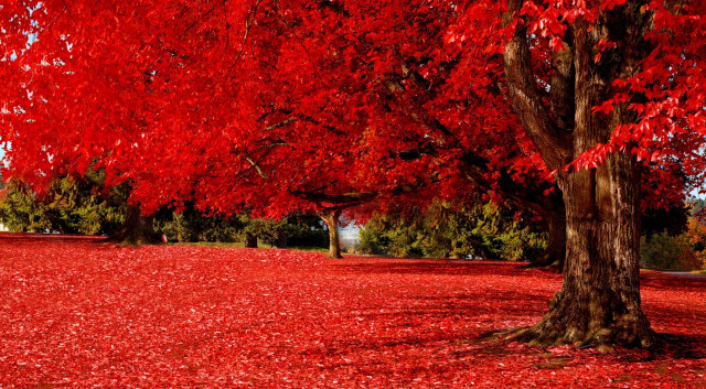 Park red leaves bench autumn free wallpaper - medium preview image
