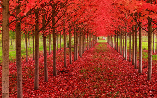 Red leaves park green grass free wallpaper - medium preview image