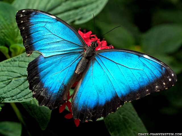 Blue butterfly black wings red free wallpaper - medium preview image