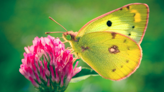 Yellow butterfly pink flower grass free wallpaper - medium preview image