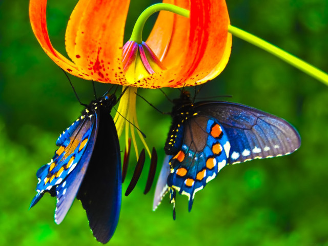 Butterflies flower macro nature blurry free wallpaper - medium preview image