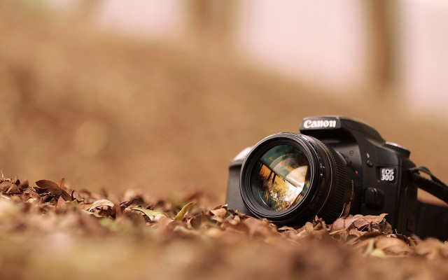 Camera leaves ground lens nature free wallpaper - medium preview image
