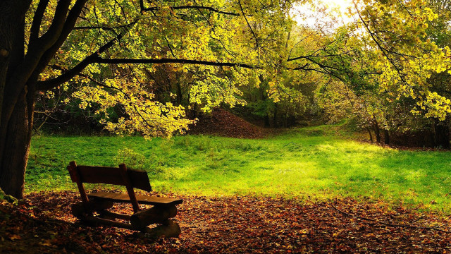 Bench park grassy area trees free wallpaper - medium preview image