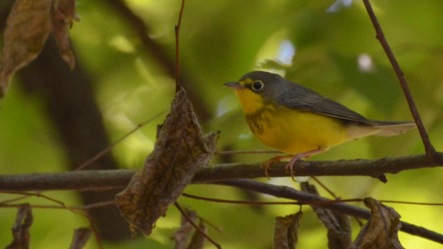 Small yellow bird perched branch free wallpaper - medium preview image