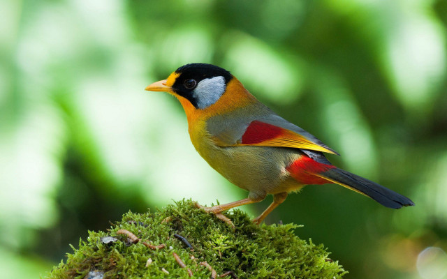Colorful bird mossy branch forest #2 free wallpaper - medium preview image