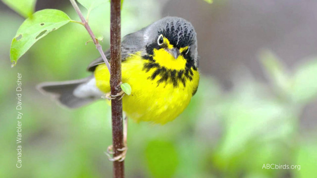 Yellow black bird branch tree #2 free wallpaper - medium preview image
