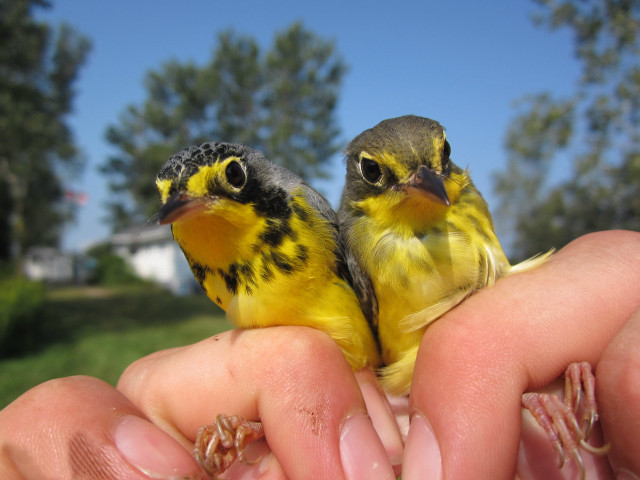 Small birds perched hand park free wallpaper - medium preview image
