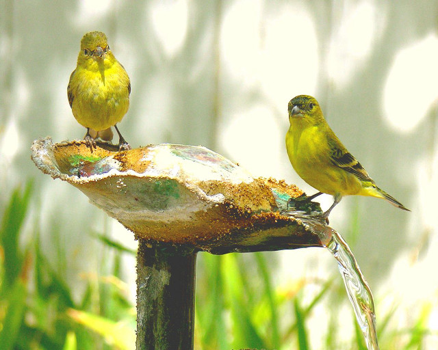 Yellow birds bird bath garden free wallpaper - medium preview image