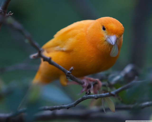 Yellow bird branch tree leaves free wallpaper - medium preview image