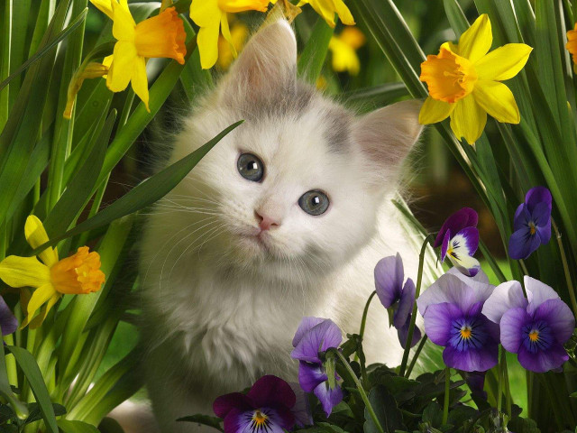 Kitten hiding flowers blue eyes free wallpaper - medium preview image