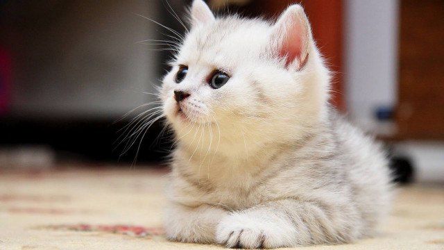 Small white kitten sad looking free wallpaper - medium preview image