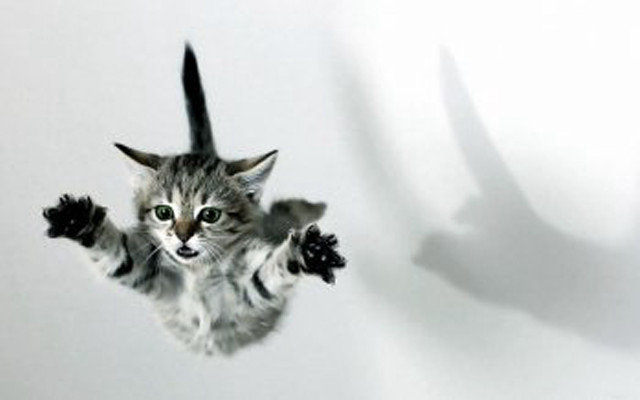 Cat flying paws up paws free wallpaper - medium preview image