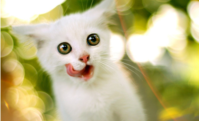 White kitten red tongue looking free wallpaper - medium preview image