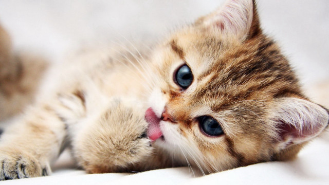 Kitten laying back tongue out #2 free wallpaper - medium preview image
