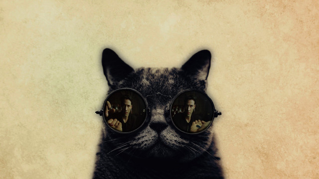 Cat glasses man reflection pop free wallpaper - medium preview image