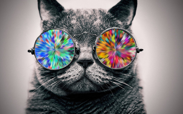 Cat glasses colorful pattern head free wallpaper - medium preview image