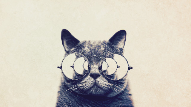 Cat glasses face behind image free wallpaper - medium preview image