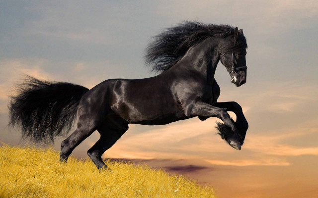 Black horse running grassy hill free wallpaper - medium preview image