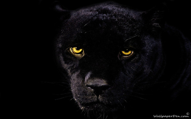 Black panther yellow eyes dark #2 free wallpaper - medium preview image