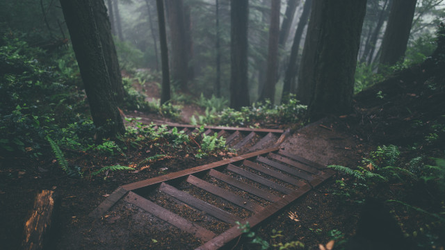 Wooden path forest fog ferns free wallpaper - medium preview image