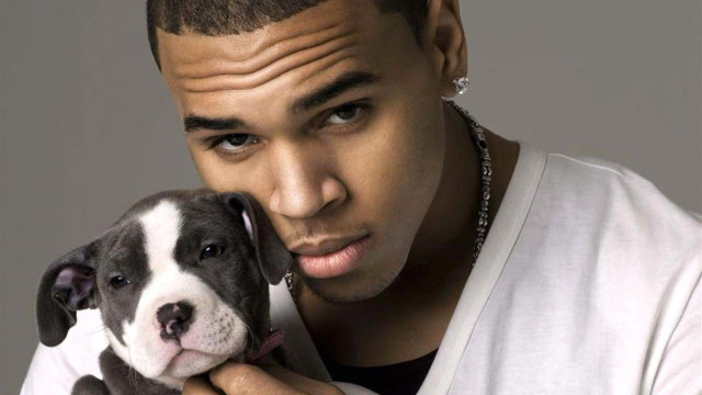 Man holding dog serious look free wallpaper - medium preview image