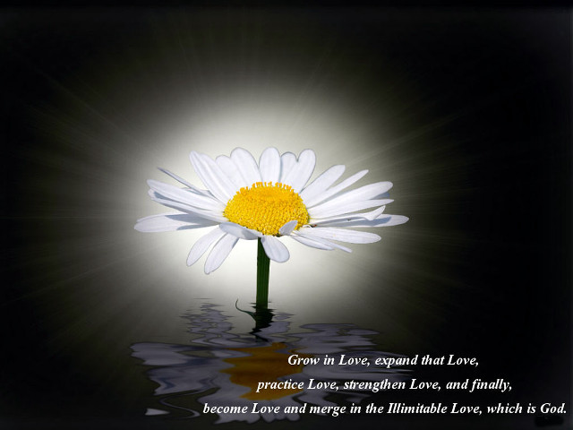 White daisy yellow center water free wallpaper - medium preview image