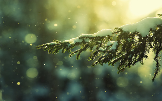Tree branch snow sunlight blurry free wallpaper - medium preview image