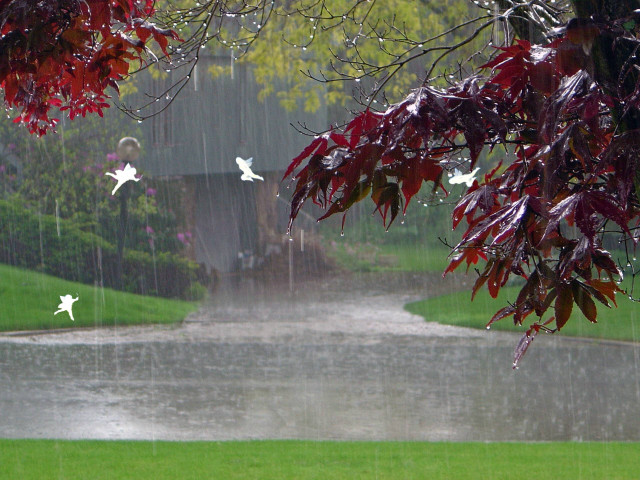 Rain soaked park pond trees free wallpaper - medium preview image