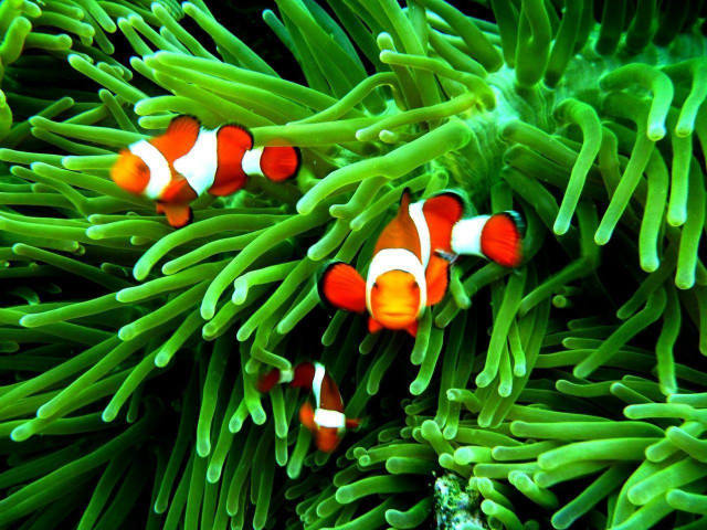 Clown fish anemone coral reef #2 free wallpaper - medium preview image