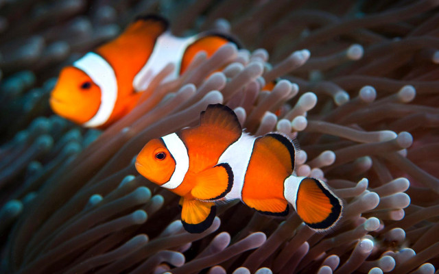 Clownfish anemone swimming sea aquatic free wallpaper - medium preview image