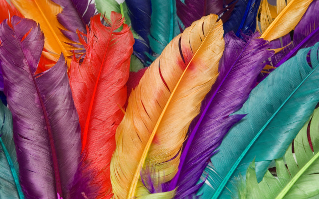 Colorful feathers closeup white background free wallpaper - medium preview image