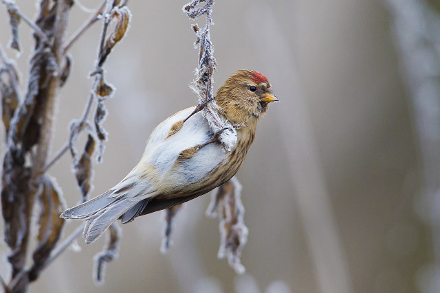 Bird perched branch frost winter free wallpaper - medium preview image