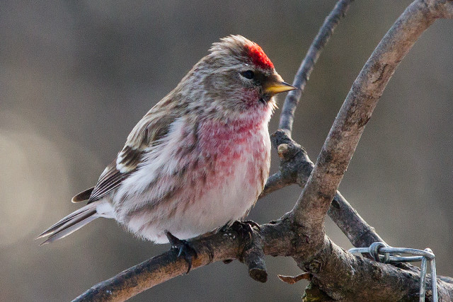 Small bird red head yellow free wallpaper - medium preview image
