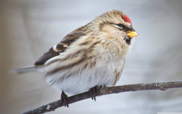 Small bird branch snow tiltshift free wallpaper - medium preview image