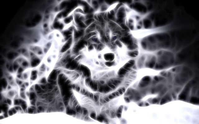 Wolf black white snow background free wallpaper - medium preview image