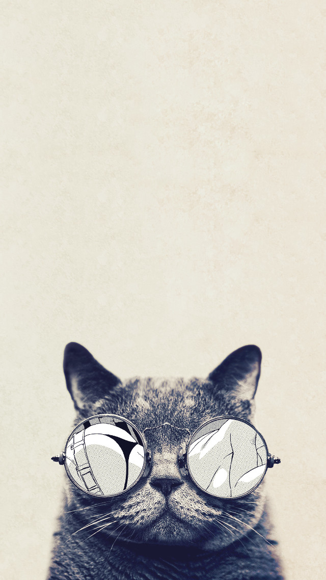 Cat glasses reflection funny face free wallpaper - medium preview image